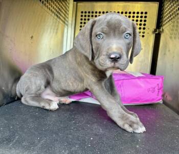*MARTIN -  Pit Bull Terrier Dog for Adoption in Woodland, California - *MARTIN | PetCurious