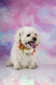 Bichon Frise Dogs Available for Adoption in Tuscaloosa, Alabama - Pippa | PetCurious