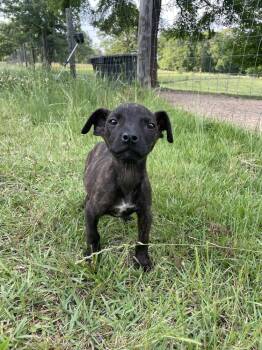 Terrier Dogs Available for Adoption in Newnan, Georgia - Ember | PetCurious