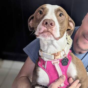 Rescue Mixed Breed Dogs for Adoption in Savannah, Georgia - Eloise | PetCurious