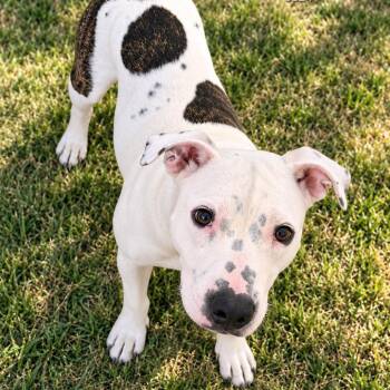 Panda -  Pit Bull Terrier Dog for Adoption in Klamath Falls, Oregon - Panda | PetCurious