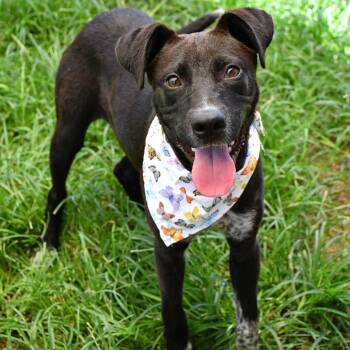 Yara -  Black Labrador Retriever Dog for Adoption in Beaumont, Texas - Yara | PetCurious