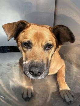 YUKI -  Black Mouth Cur Dog for Adoption in Stockton, California - YUKI | PetCurious