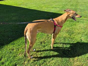 AJN Crimson Tide "Crimson" -  Greyhound Dog for Adoption in Chagrin Falls, Ohio - AJN Crimson Tide "Crimson" | PetCurious