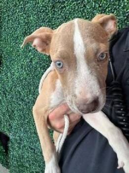 61379890 -  Pit Bull Terrier and Mixed Breed Dog for Adoption in El Paso, Texas - 61379890 | PetCurious