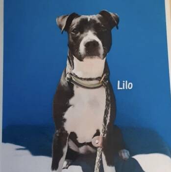 Rescue American Bulldog Dogs for Adoption in Fort Madison, Iowa - Lilo | PetCurious