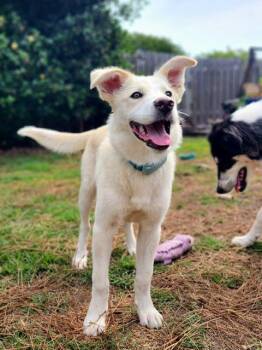 Hunny -  Great Pyrenees and Cattle Dog Dog for Adoption in Manhasset, New York - Hunny | PetCurious
