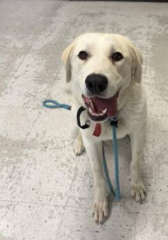 Victoria -  Great Pyrenees Dog for Adoption in Salt Lake City, Utah - Victoria | PetCurious