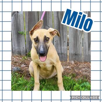Milo -  Great Dane Dog for Adoption in Ringwood, New Jersey - Milo | PetCurious