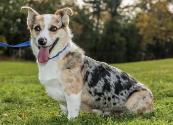 Rescue Corgi Dogs for Adoption in Chester Springs, Pennsylvania - Lorelei | PetCurious