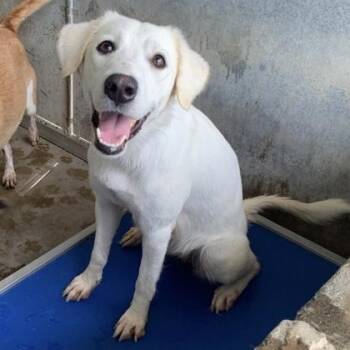 Lolly -  Golden Retriever and Mixed Breed Dog for Adoption in Morton Grove, Illinois - Lolly | PetCurious