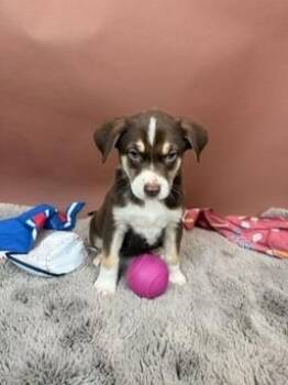 Basenji and Australian Shepherd Dogs Available for Adoption - Astro | PetCurious