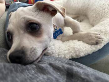Chihuahua and Mixed Breed Dogs Available for Adoption in Palo Alto, California - OLAF | PetCurious