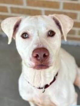 Coraline -  Retriever and Mixed Breed Dog for Adoption in Kansas City, Missouri - Coraline | PetCurious