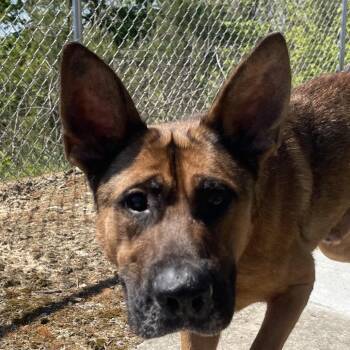 German Shepherd Dog Dogs Available for Adoption in Blairsville, Georgia - Cinnamon Bun | PetCurious