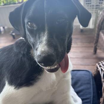 Layla -  Border Collie Dog for Adoption in Elizabeth, Colorado - Layla | PetCurious