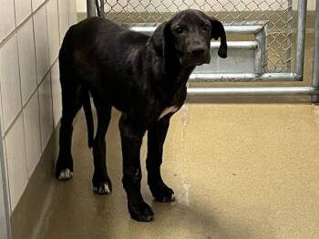 KINKAJOU -  Labrador Retriever and Mixed Breed Dog for Adoption in Colorado Springs, Colorado - KINKAJOU | PetCurious