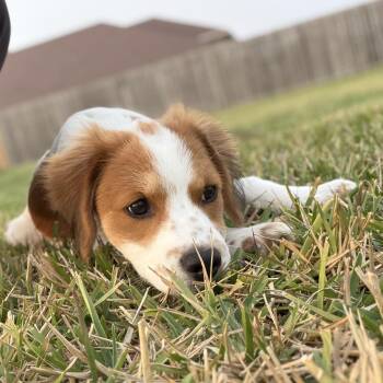 Brittany Spaniel Dogs Available for Adoption - Penny | PetCurious