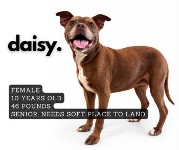 Daisy -  Pit Bull Terrier Dog for Adoption in Ashland, Kentucky - Daisy | PetCurious