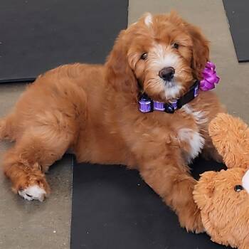 Labradoodle Dogs Available for Sale in Anaheim, California - Red Delicious  | PetCurious