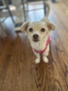 Rescue Chihuahua and Spaniel Dogs for Adoption in Branford, Connecticut - STELLA | PetCurious
