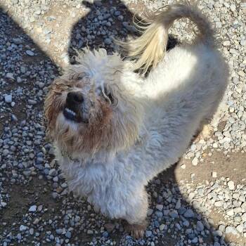 Diamond -  Bichon Frise and Mixed Breed Dog for Adoption in Fairport, New York - Diamond | PetCurious