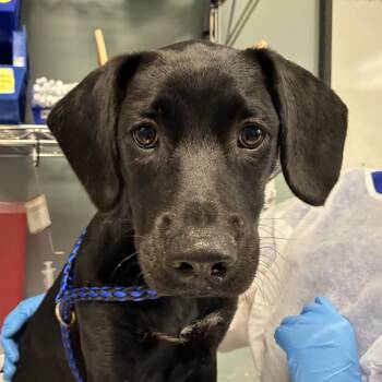 Labrador Retriever and Mixed Breed Dogs Available for Adoption in Greenville, South Carolina - Mai Tai | PetCurious