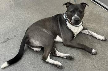 Pit Bull Terrier and Akita Dogs Available for Adoption - BRISK | PetCurious