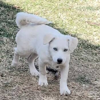 Terrier Dogs Available for Adoption - FERRA | PetCurious