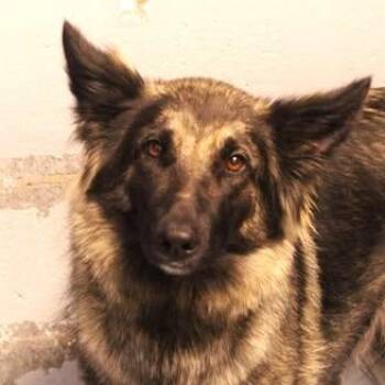 26-00913 -  Shepherd Dog Available for Adoption in Fredericksburg, Virginia - 26-00913 | PetCurious