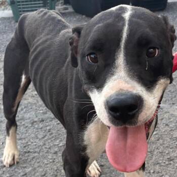 Precious -  Pit Bull Terrier Dog for Adoption in Yuma, Arizona - Precious | PetCurious