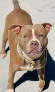 AC-4892 "Nina" -  Pit Bull Terrier Dog for Adoption in Conyers, Georgia - AC-4892 "Nina" | PetCurious