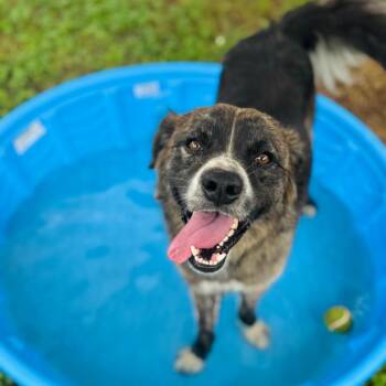 Australian Shepherd and Mixed Breed Dogs Available for Adoption in Brownsboro, Alabama - Trent | PetCurious