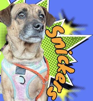 Dachshund Dogs Available for Adoption in Tyler Hill, Pennsylvania - Snickers | PetCurious