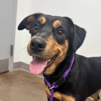 Kimchi -  Mixed Breed Dog for Adoption in Chattanooga, Tennessee - Kimchi | PetCurious