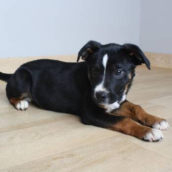 Australian Cattle Dog Blue Heeler and Mixed Breed Dogs Available for Adoption in Minnetonka, Minnesota - Humbah D69264 | PetCurious