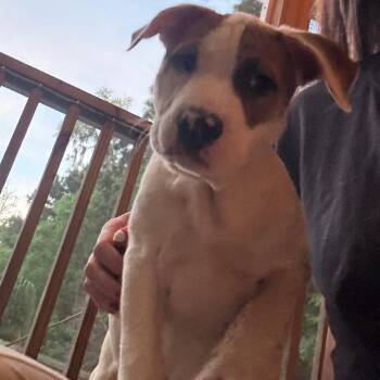 Irwin Fire Puppy -  Mixed Breed Dog for Adoption in Savannah, Georgia - Irwin Fire Puppy | PetCurious