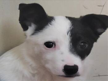Mixed Breed Dogs Available for Adoption - MANGO | PetCurious