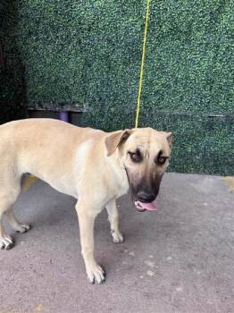 61591580 -  Labrador Retriever and German Shepherd Dog Dog for Adoption in El Paso, Texas - 61591580 | PetCurious