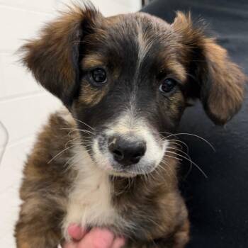 Mixed Breed Dogs Available for Adoption in Ardmore, Oklahoma - Aimee | PetCurious
