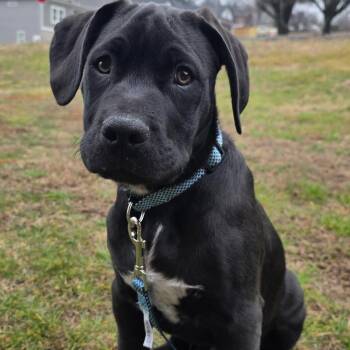 Mixed Breed Dogs Available for Adoption - CASH - ARRIVING IN MAINE EARLY MARCH | PetCurious