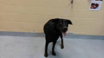 SYMPHONY -  Doberman Pinscher and Mixed Breed Dog for Adoption in Tulsa, Oklahoma - SYMPHONY | PetCurious