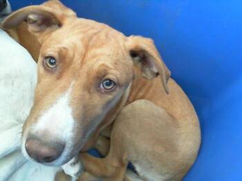 Mixed Breed Dogs Available for Adoption in Dallas, Texas - MIKA | PetCurious