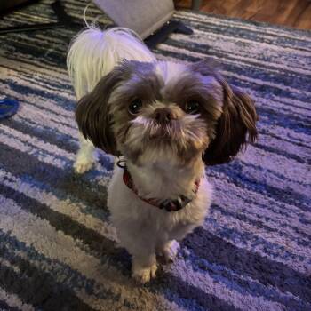Rescue Shih Tzu Dogs for Adoption in Bismarck, North Dakota - Turbo | PetCurious