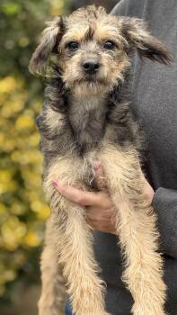 Marley -  Rat Terrier and Miniature Poodle Dog for Adoption in Yuba City, California - Marley | PetCurious