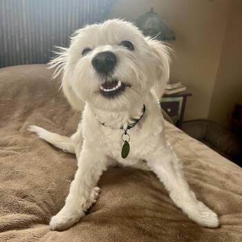 Maltese Dogs Available for Adoption - Sissy | PetCurious