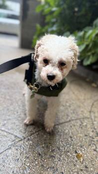 Apollo -  Maltese Dog for Adoption in New York, New York - Apollo | PetCurious