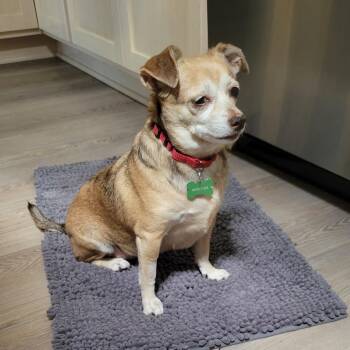 Chihuahua Dogs Available for Adoption in Minneapolis, Minnesota - Pammy | PetCurious
