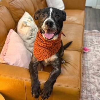 Pit Bull Terrier and Labrador Retriever Dogs Available for Adoption in Friendswood, Texas - Moxie Foxie Friend To All | PetCurious