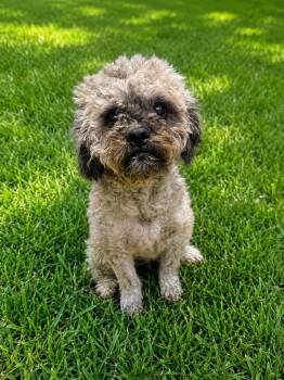 Canela -  Shih Tzu Dog for Adoption in Waldorf, Maryland - Canela | PetCurious